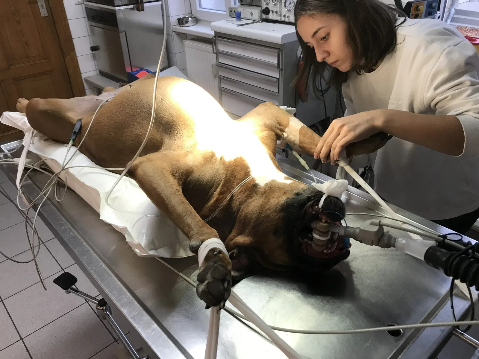 Tierärztliche Fachangestellte Julina Mundt bei einem Hund unter Narkose auf dem OP-Tisch